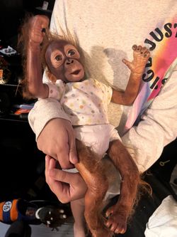 $45 Reborn Style Real Touch Monkey Baby Doll - Simon Laurens Ashton Drake Galleries - “Baby Babu”