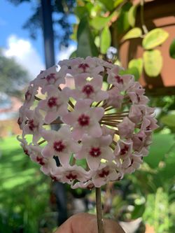 Hoya Carnosa plant