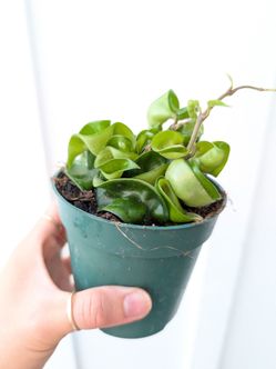 Hoya Compacta Hindu Rope Plant 4" Pot - Indoor House Plants
