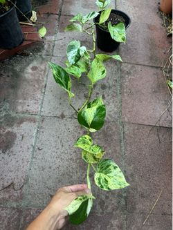 Marble Pothos