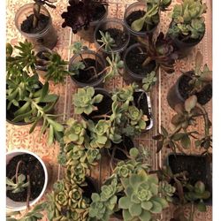 $1 Each Succulents