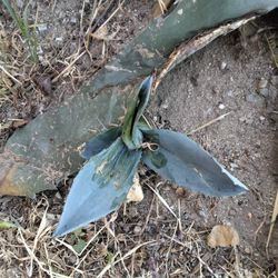 Agave