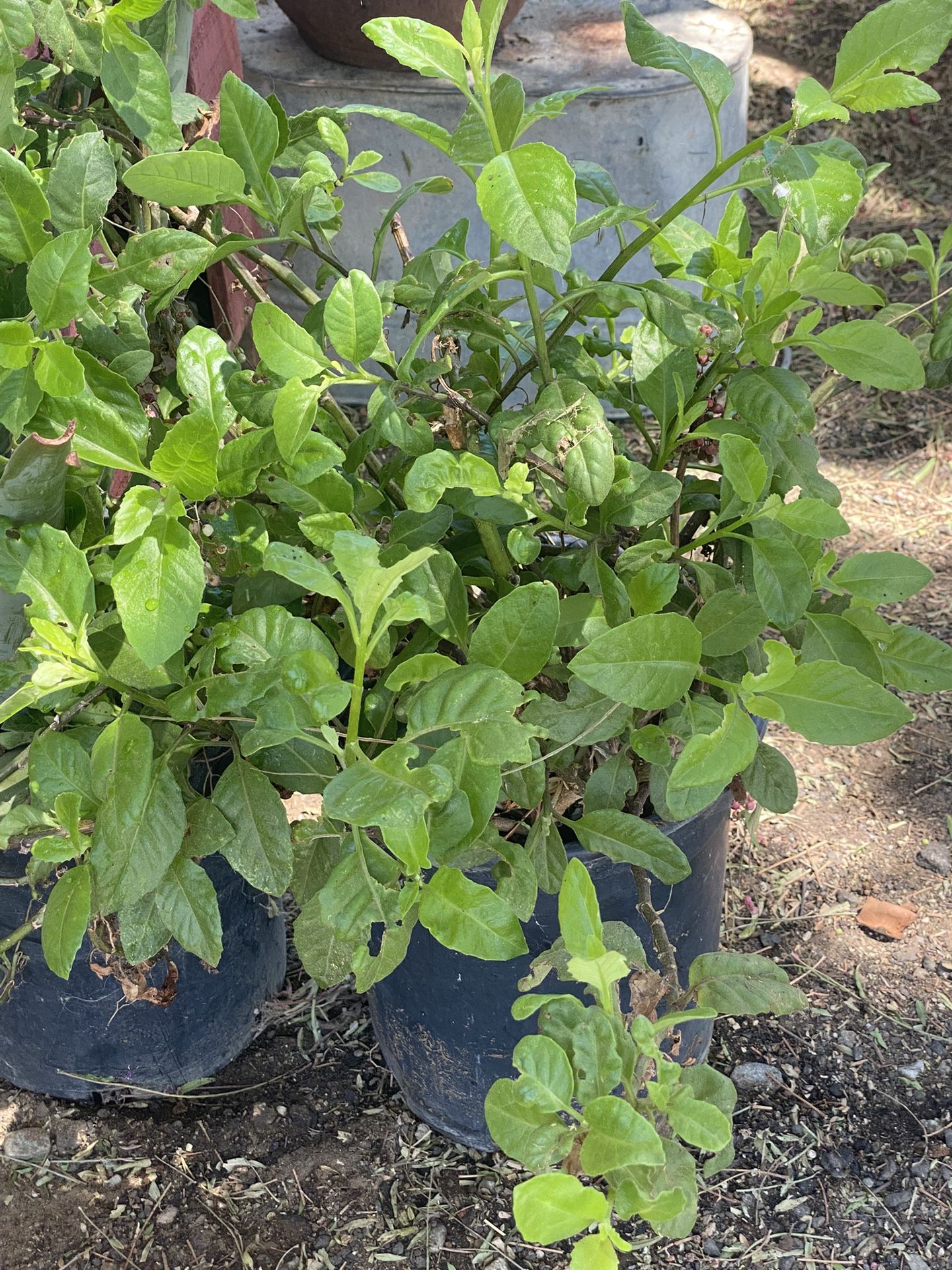 Herbal Plant