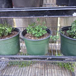 Thyme 