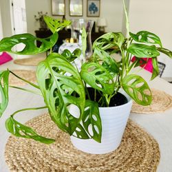 Monstera adansonii / Swiss Cheese Plant