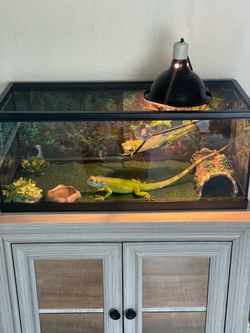 20 Gallon Long Aquarium / Terrarium Tank