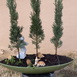 Bonsai, Italian Cyprus Forest Style $80