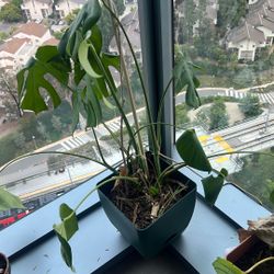 Monstera Including Pot