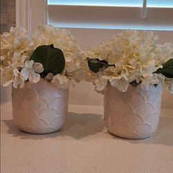 Decor Plants
