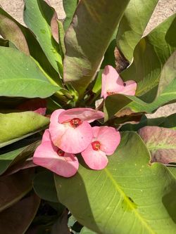Pink Crown of Thorn plant