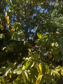 Guava