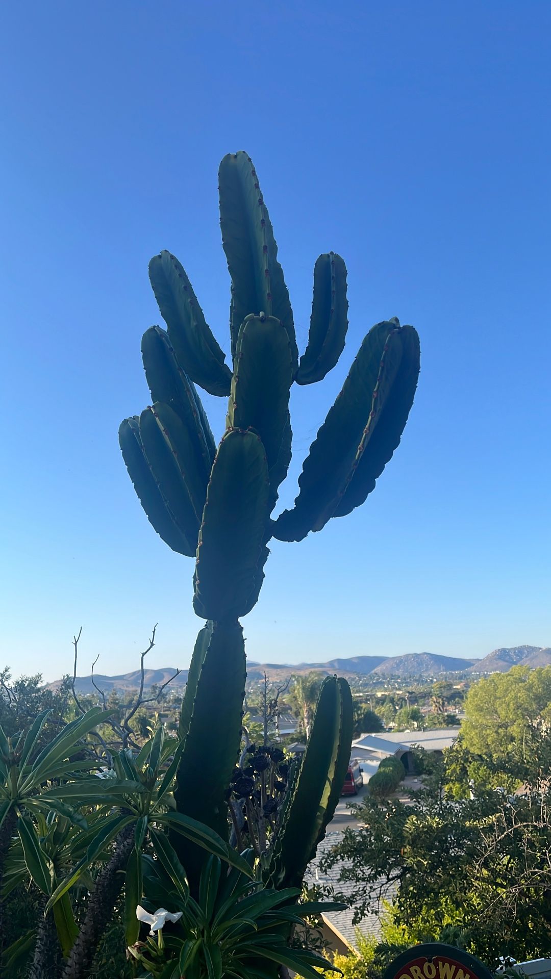 Cactus