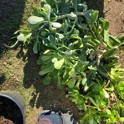 Free Succulent Cuttings Today