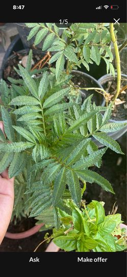 Huacatay Peruvian plant