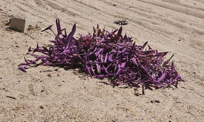 Free Purple Heart Clippings