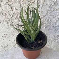 3 Inch Pot Succulent Plant - Narrow Leaf Chalksticks -Senecio Vitalis - Rooted & Established - Drought Resistant 🪴