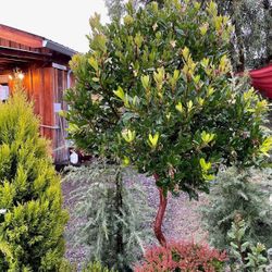 Dwarf Strawberry Trees —