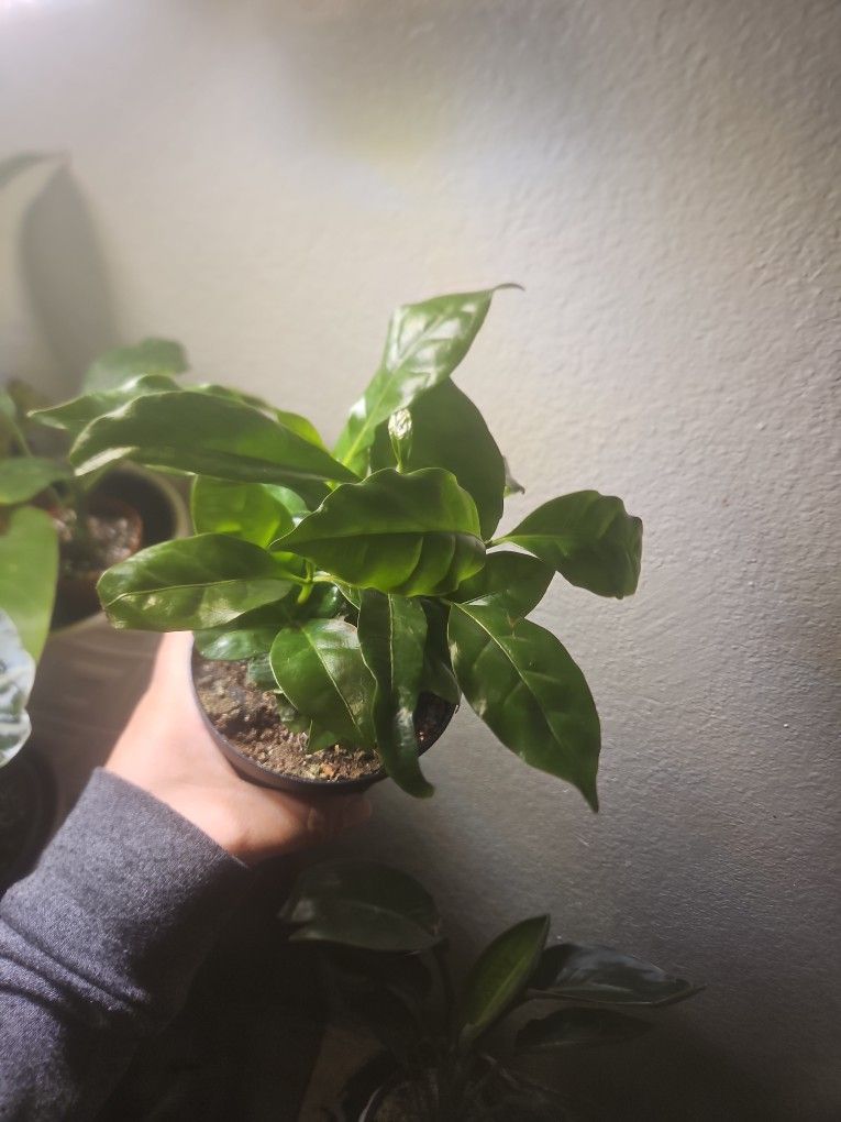 4" Coffee Plant