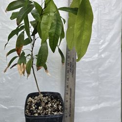 Longan Seedling Fruit Tree