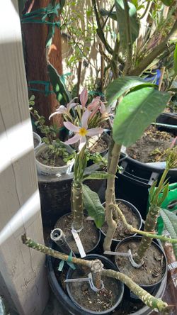 Plumeria