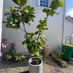 Large Plant With Bottom 