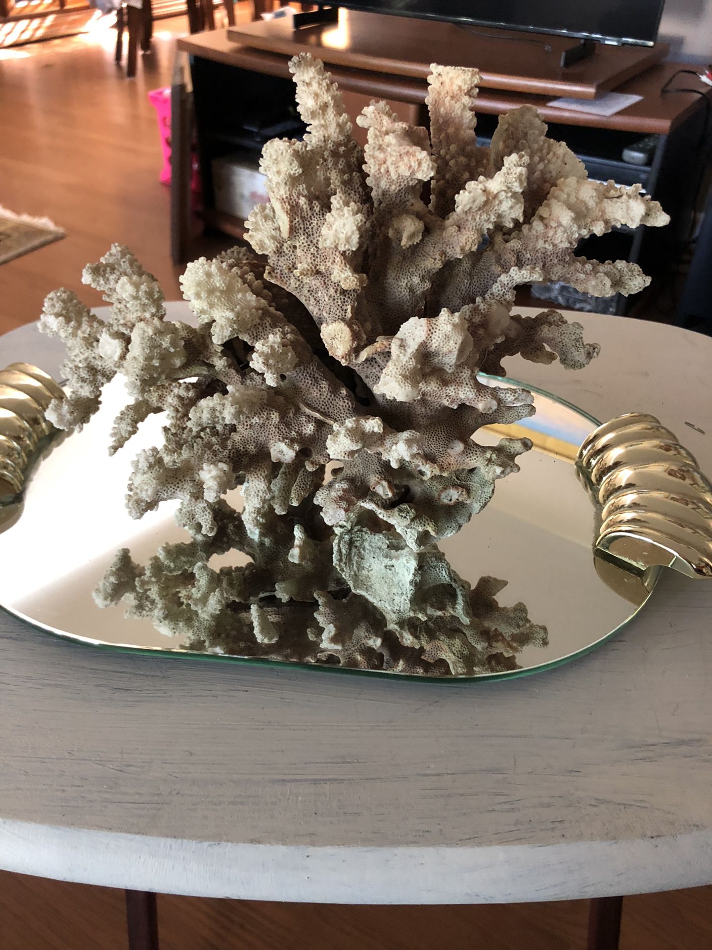 Large Piece Of Coral For Fish Tank Or Display Mirrored Tray Included 2Lbs 12 Oz