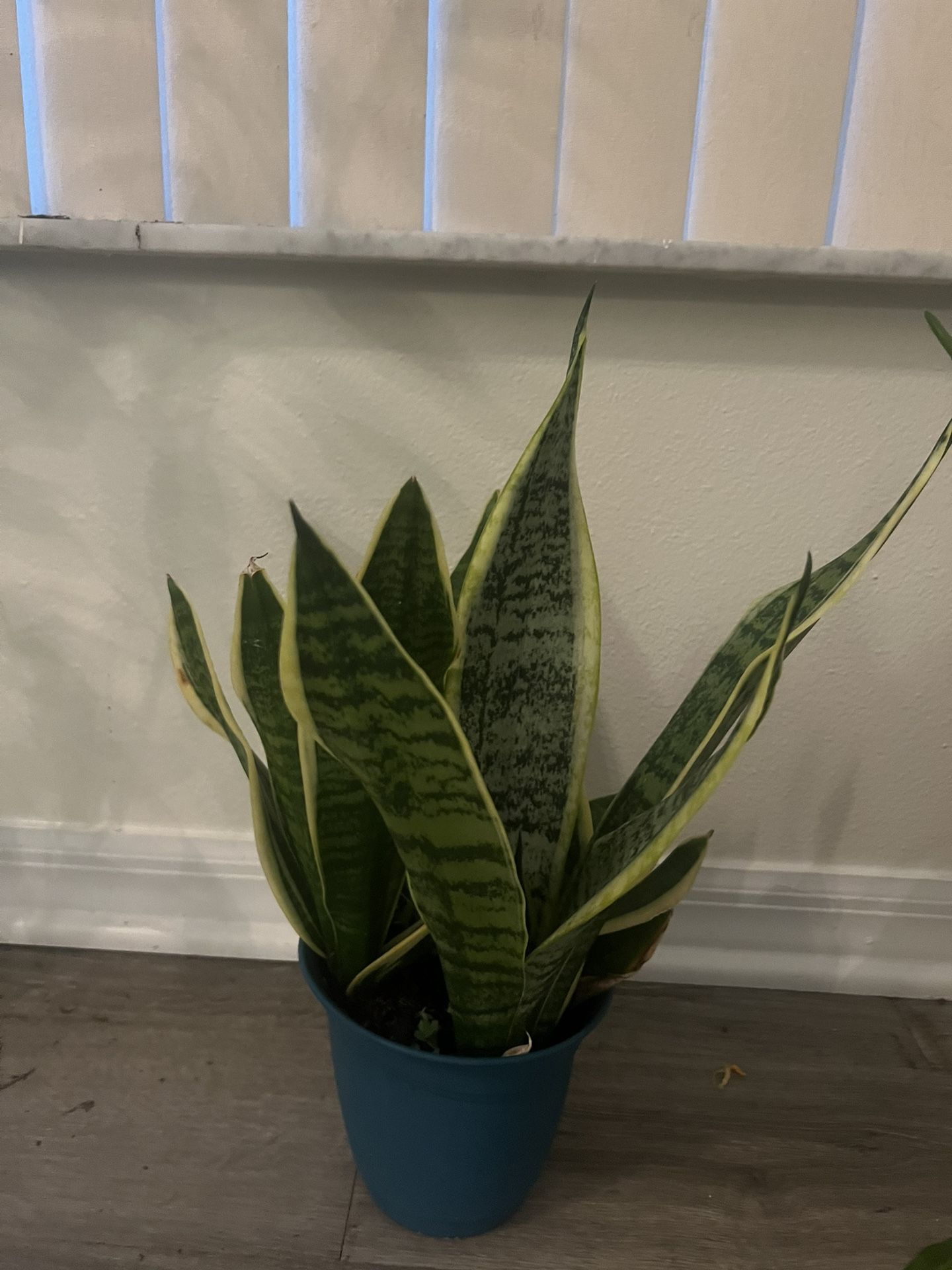 Snake Plant
