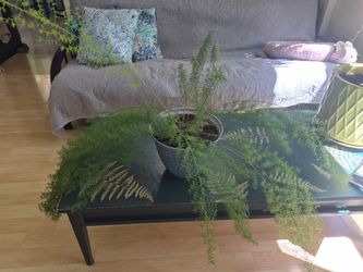 Foxtail Fern in Pretty Blue Pot