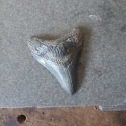 Megalodon  Teeth 