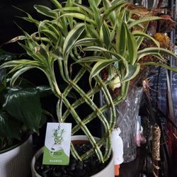 $39 each beautiful plant 