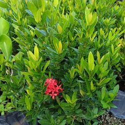 Dwarf Ixora Privacy Hedge Plants 3gl $6