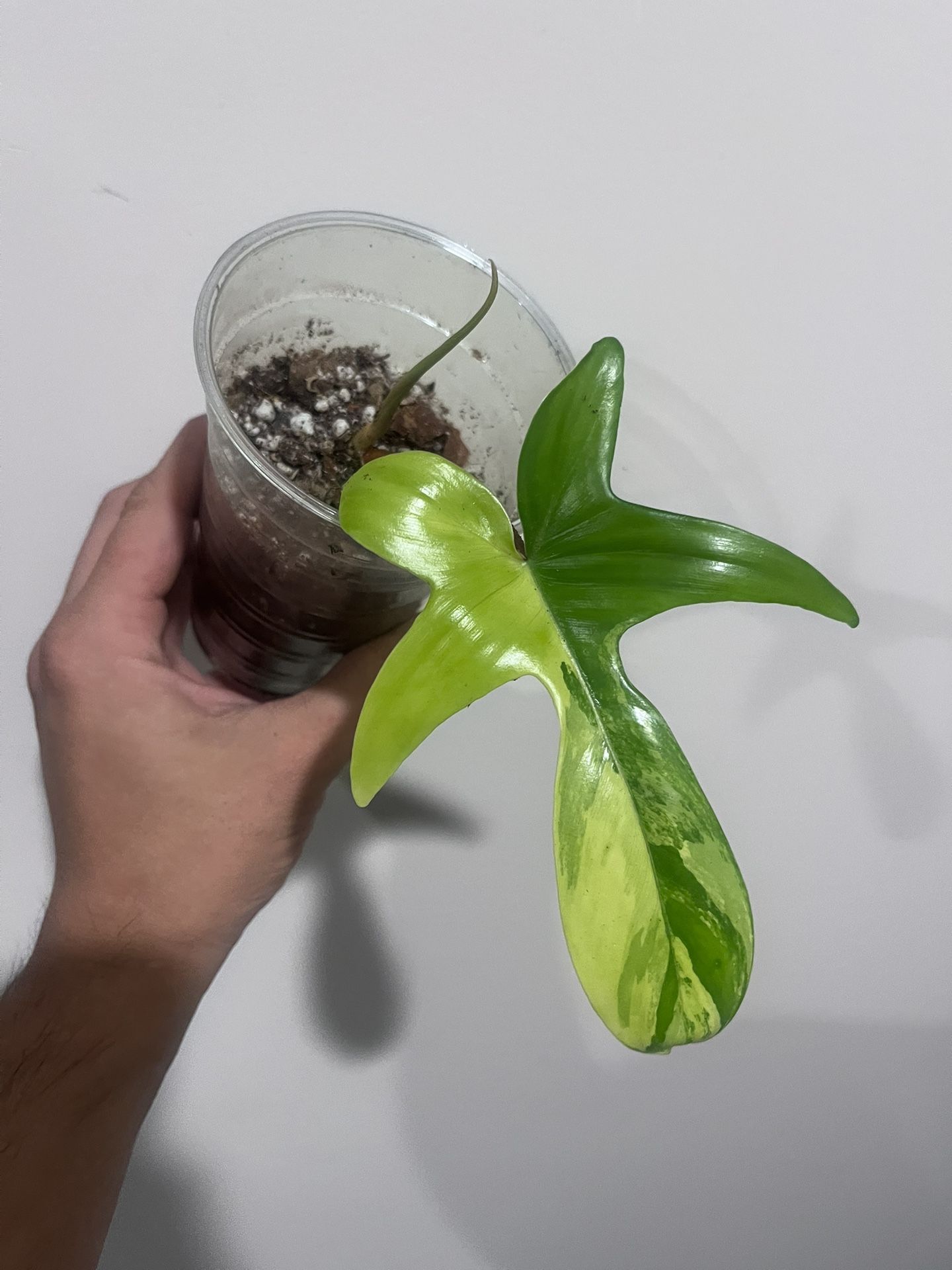 Philodendron Florida Beauty