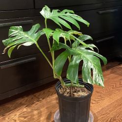 Monstera Albo House Plants Houseplants