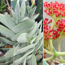 Large Crassula Falcata Propeller Plant with Beautiful Exotic Red Orange Flowers. 🌱