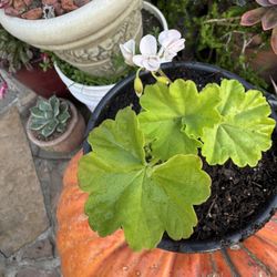 1 Gallon White Geranium 