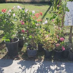 Plants 12440 ELLA  OROSI