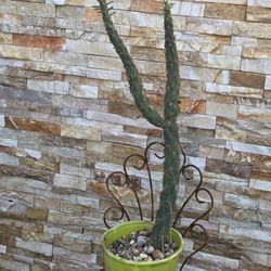 Good Size  Cactus Plant 