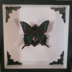 Framed Butterfly Taxidermy