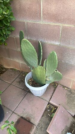 Nopal
