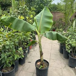Thai Banana