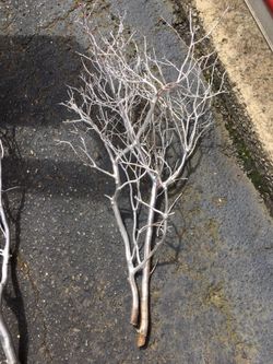 Manzanita Branches