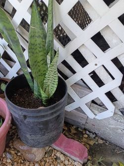 Snake Plant