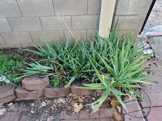 Aloe