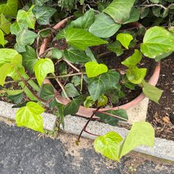 Ivy Plants In A Pot Decorative Easy To Care For