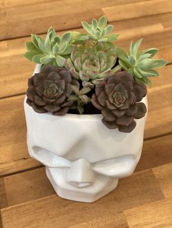 Skull Succulent arrangement 