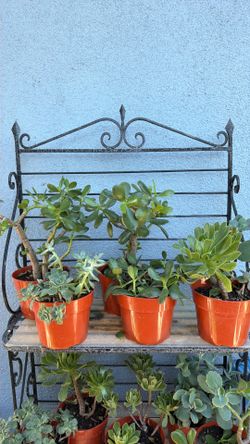 5 🪴 plants one price/ 5 plants
