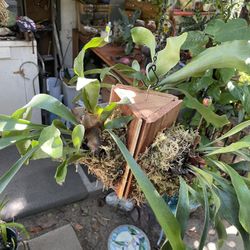 3D Triangle Of Staghorn Ferns