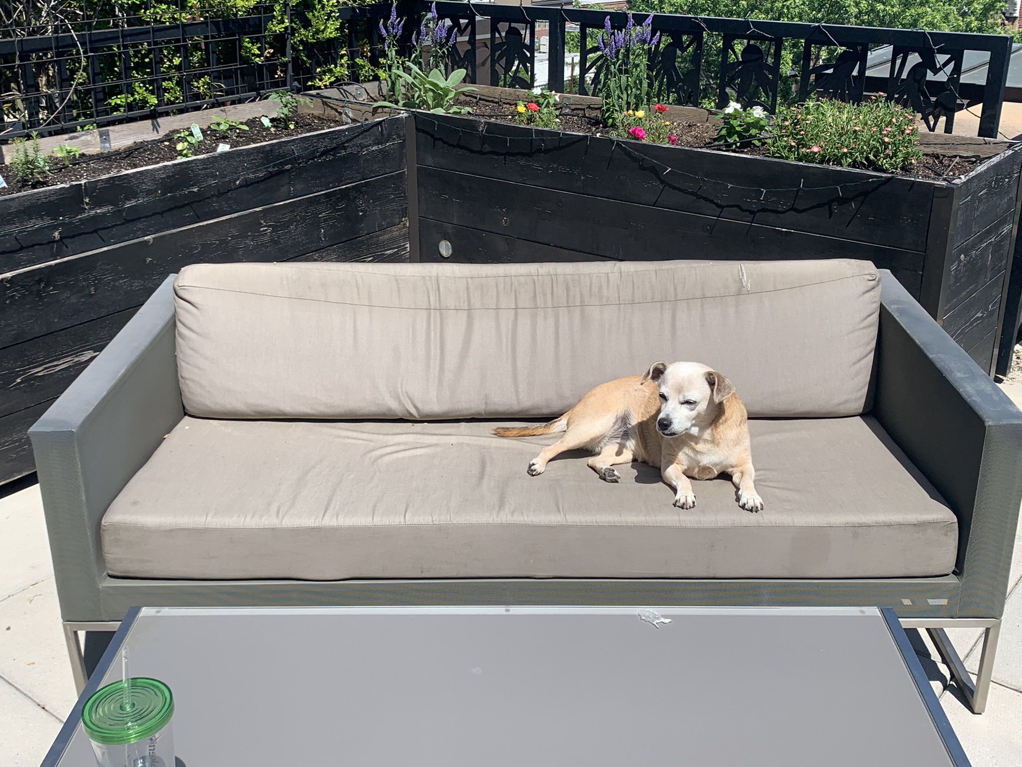 Free Outdoor Crate & Barrel Couch