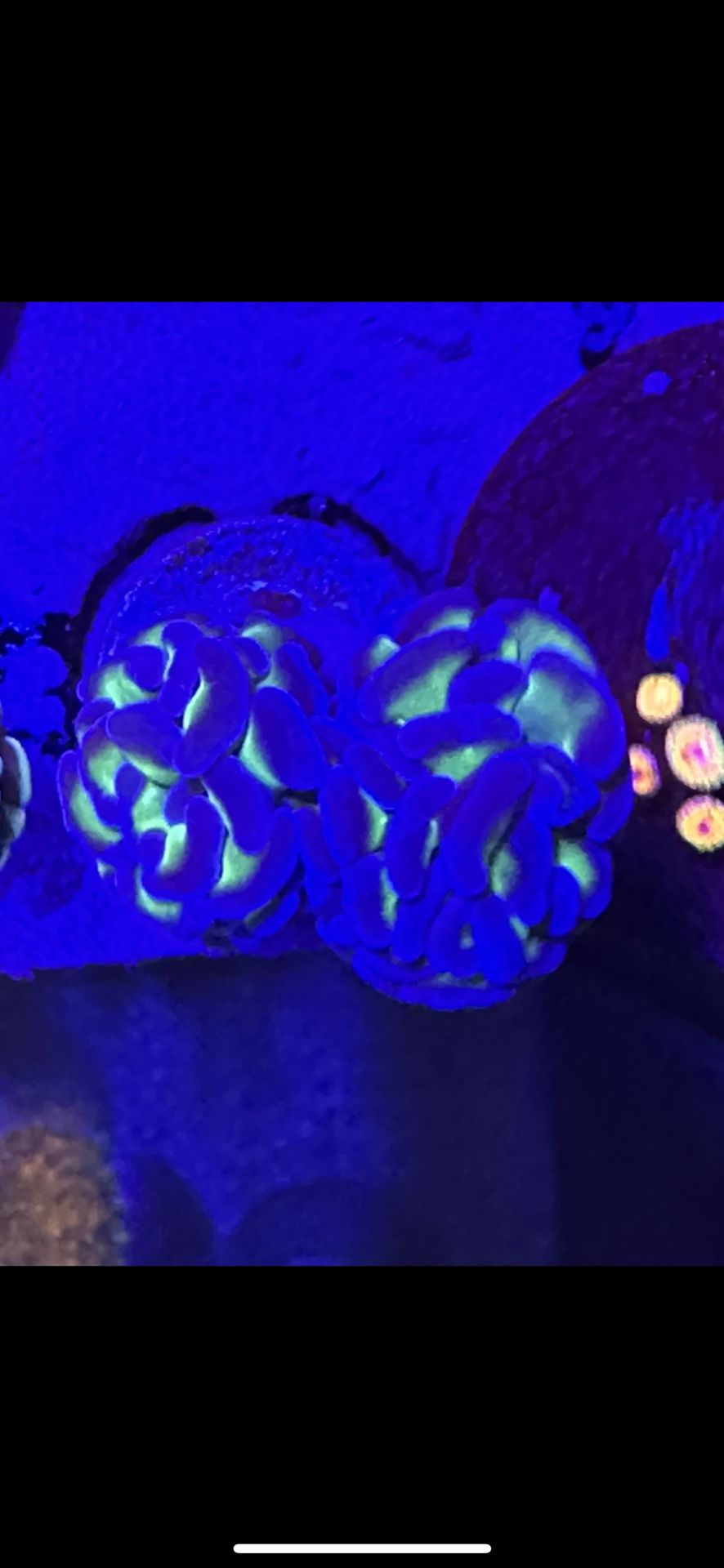 Reef Fish Tank Saltwater Coral Frag Decorations