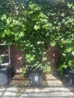 Grape Plant For Sale